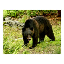 Pennsylvania Black Bear Postcards