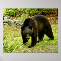 Pennsylvania Black Bear Poster