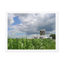 Pennsylvania Cornfield Postcard by MarDar Pennsylvania Cornfield Postcard