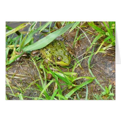 Pennsylvania Frog Card by pjmunro
