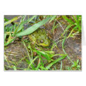 Pennsylvania Frog cards