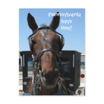 Pennsylvania Hey! postcards