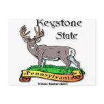 Pennsylvania White Tail Deer Postcards