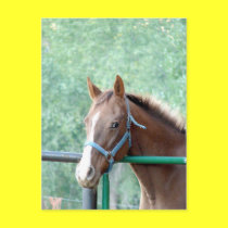 Penny Ole Gal postcards