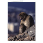 Pensive Monkey in Gibraltar Greeting Cards Pensive Monkey in Gibraltar Greeting Cards