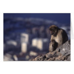 Pensive Monkey in Gibraltar Cards
