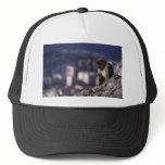 Pensive Monkey in Gibraltar Trucker Hats Pensive Monkey in Gibraltar Trucker Hats