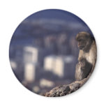 Pensive Monkey in Gibraltar Fridge Magnets Pensive Monkey in Gibraltar Fridge Magnets