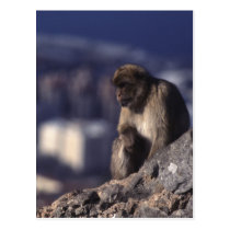 Pensive Monkey in Gibraltar postcards