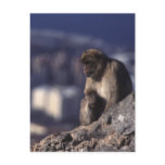 Pensive Monkey in Gibraltar Post Cards