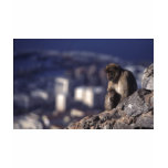 Pensive Monkey in Gibraltar Shirt Pensive Monkey in Gibraltar Shirt