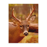Pensive Mule Deer Buck Post Card