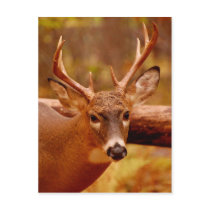 Pensive Mule Deer Buck postcards