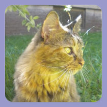 Pensive Precious Kitty Stickers stickers