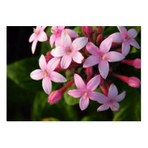 Pentas business cards by dinatemraz Pentas business cards