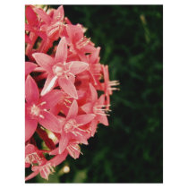 Pentas Flyer