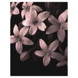 Pentas Letterhead
