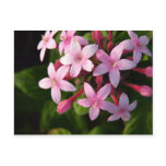 Pentas Postcards