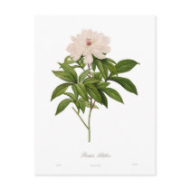 Peonia albiflora postcard