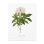 Peonia albiflora postcard