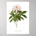 Peonia albiflora posters