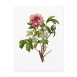 peony, peonies, botanical, print, flora, garden,