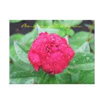 Peonie After Rain Wrapped Canvas Stretched Canvas Print