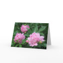 Peonies cards by amwesley Peonies cards