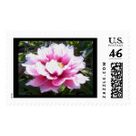 Peonies Postage Stamp
