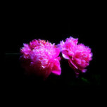 Peonies posters