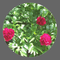 Peonies stickers