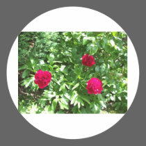 Peonies stickers