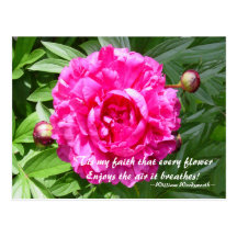 Peonies - Wordsworth Postcards