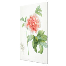 Peony, 1799 (colour stipple print) stretched canvas print