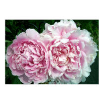 Peony 2 Poster posters