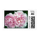 Peony 2 Stamp