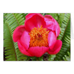 center-of-peony, peony-close-up, peony-card, peony