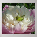 Peony and Green Grass Hopper posters
