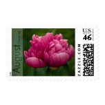 Peony • August Wedding Stamp