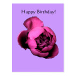 Peony Birthday Card Postcard