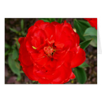 Peony-blooming Tulip cards