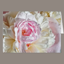 Peony Blossom cards