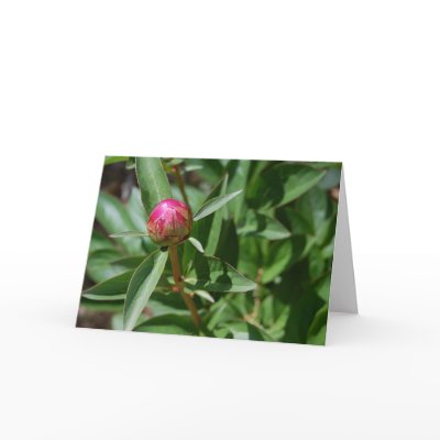 Peony Bud Greeting Card by isouz59
