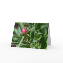 Peony Bud cards