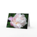 Peony cards by isouz59 Peony cards
