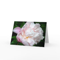 Peony cards