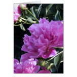 beautiful, flower, growing, blooming, peony