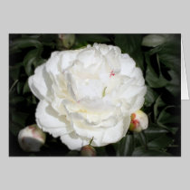 peony cards
