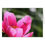 Peony "Chameleon" Greeting Cards