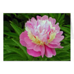 Peony Flower Peony Flower